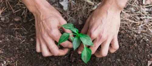 CSR Activity by LHP Motors - Tree Plantation